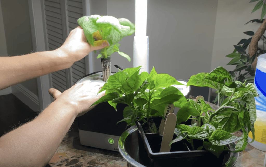 Transplanting from an AeroGarden